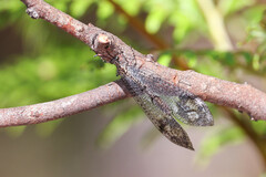 Glenoleon pulchellus