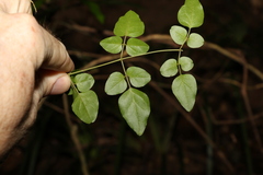 Jasminum singuliflorum