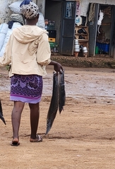 Protopterus aethiopicus