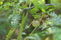 Physalis angulata