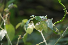 Physalis angulata