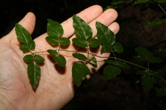 Jasminum singuliflorum