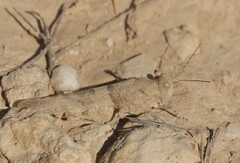 Sphingonotus rubescens