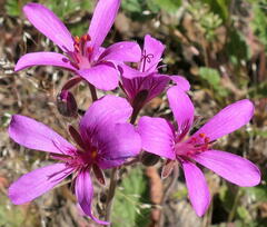 Pelargonium rodneyanum