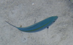 Caesio caerulaurea