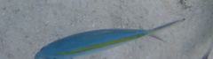 Caesio caerulaurea