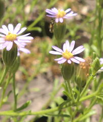 Vittadinia cuneata