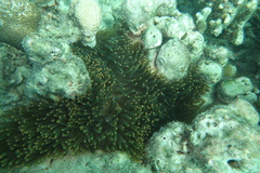 Entacmaea quadricolor