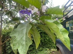 Image of Solanum wrightii