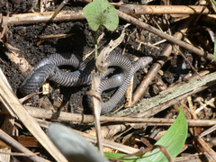 Flat-Snouted Wolf Snake photo 3