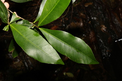 Planchonella australis