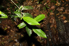 Planchonella australis