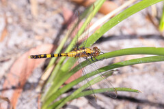Orthetrum boumiera