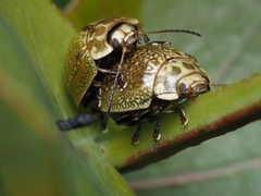 Paropsisterna cloelia