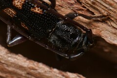 Phoracantha punctata