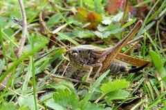 Platycleis albopunctata
