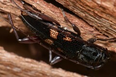 Phoracantha punctata