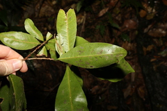 Planchonella australis