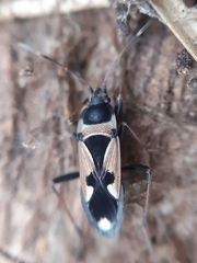 Raglius confusus