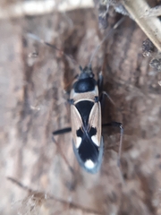 Raglius confusus