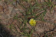 Launaea procumbens