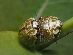 Paropsisterna cloelia