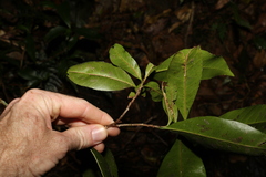 Planchonella australis