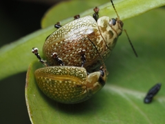 Paropsisterna cloelia