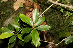 Planchonella australis