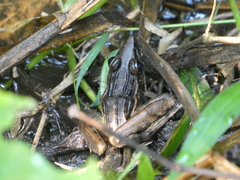 Ptychadena stenocephala