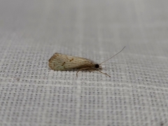 Asmicridea edwardsii