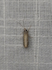 Asmicridea edwardsii