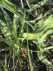Chlorophytum galpinii