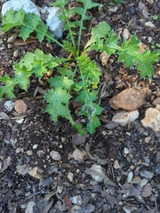 Carduus pycnocephalus