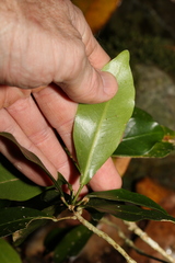 Planchonella australis