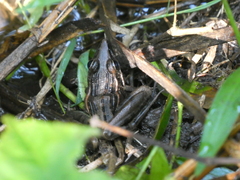 Ptychadena stenocephala