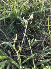 Chlorophytum galpinii