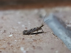 Plutella xylostella-australiana