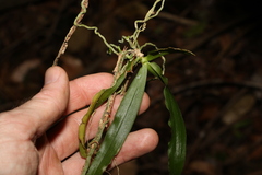Sarcochilus argochilus