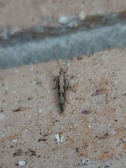 Plutella xylostella-australiana