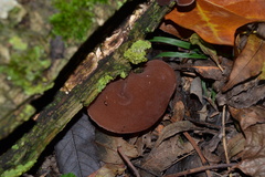 Auricularia auricula-judae