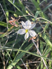 Chlorophytum galpinii