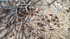 Pituranthos tortuosus