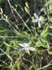 Chlorophytum galpinii