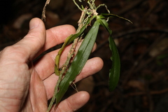 Sarcochilus argochilus
