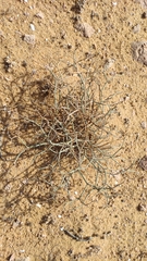 Pituranthos tortuosus