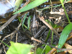 Ptychadena stenocephala