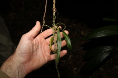 Sarcochilus argochilus
