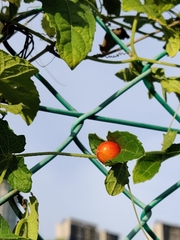 Cucumis maderaspatanus
