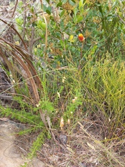 Ursinia dentata